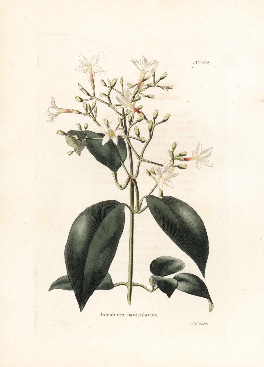 Jasmin (Jasminum paniculatum) - Litografia de George Cooke, para a revista britânica Conrad Loddiges Botanical Cabinet (1738-1826) de George Cooke