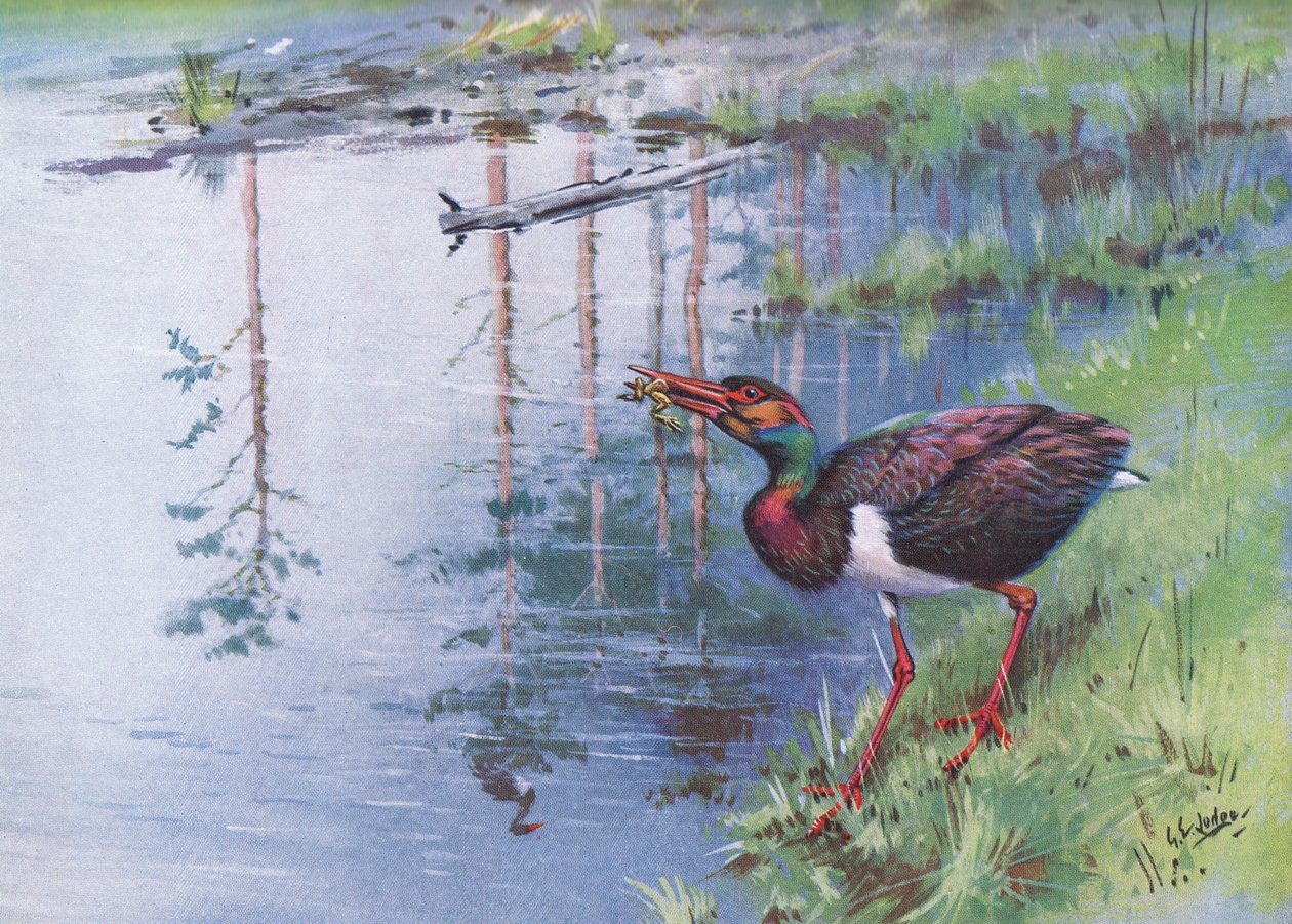 Cegonha-preta (litografia) de George Edward Lodge