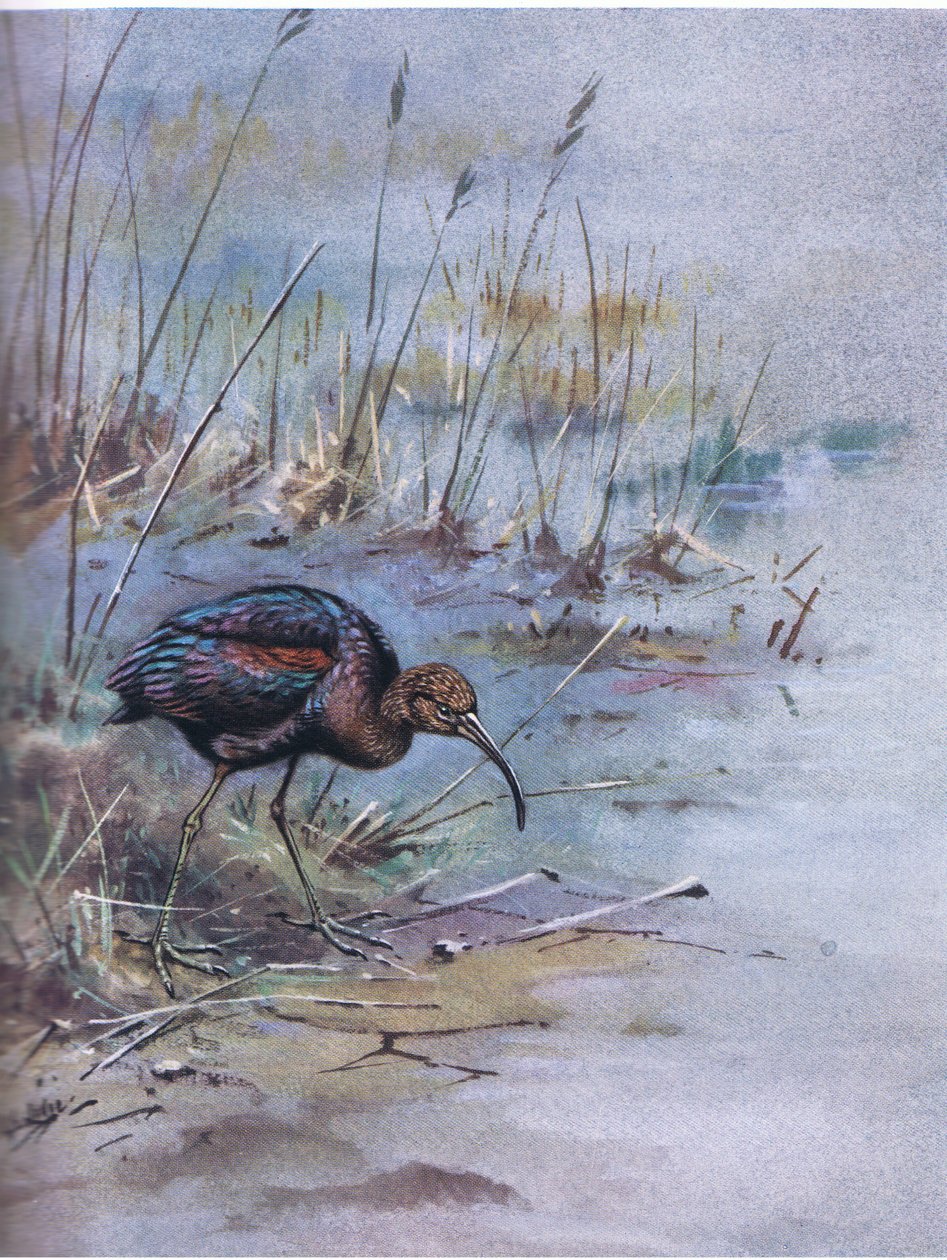 Íbis brilhante (litografia) de George Edward Lodge