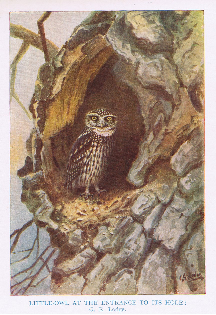 Coruja pequena no buraco do ninho, ilustração de "British Birds" de Kirkman  Jourdain de George Edward Lodge