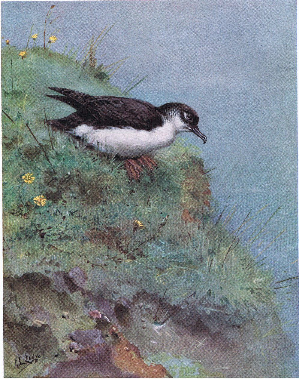 Cagarra (litografia) de George Edward Lodge
