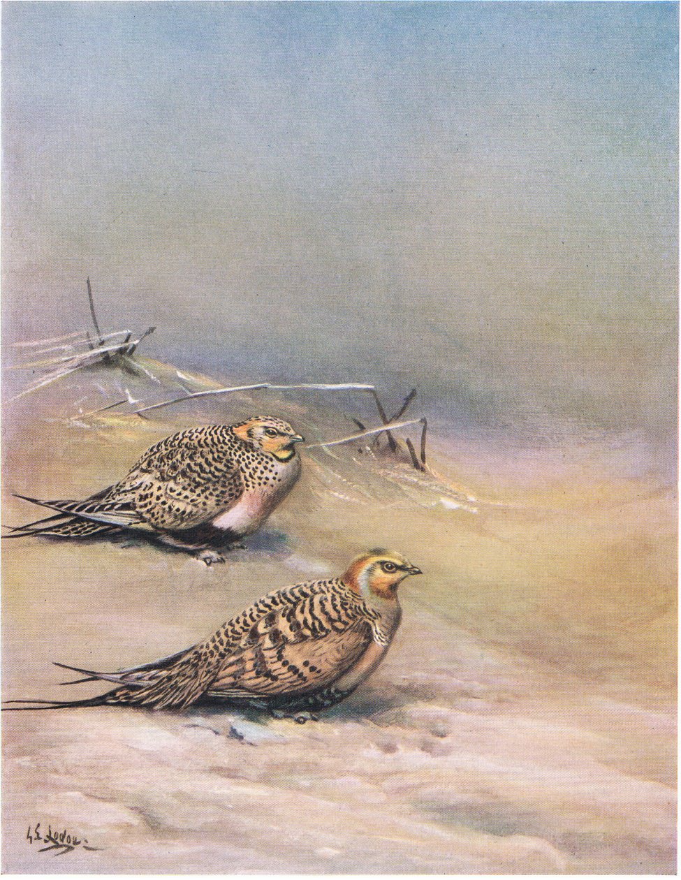 Galinhola de Pallas (litografia) de George Edward Lodge