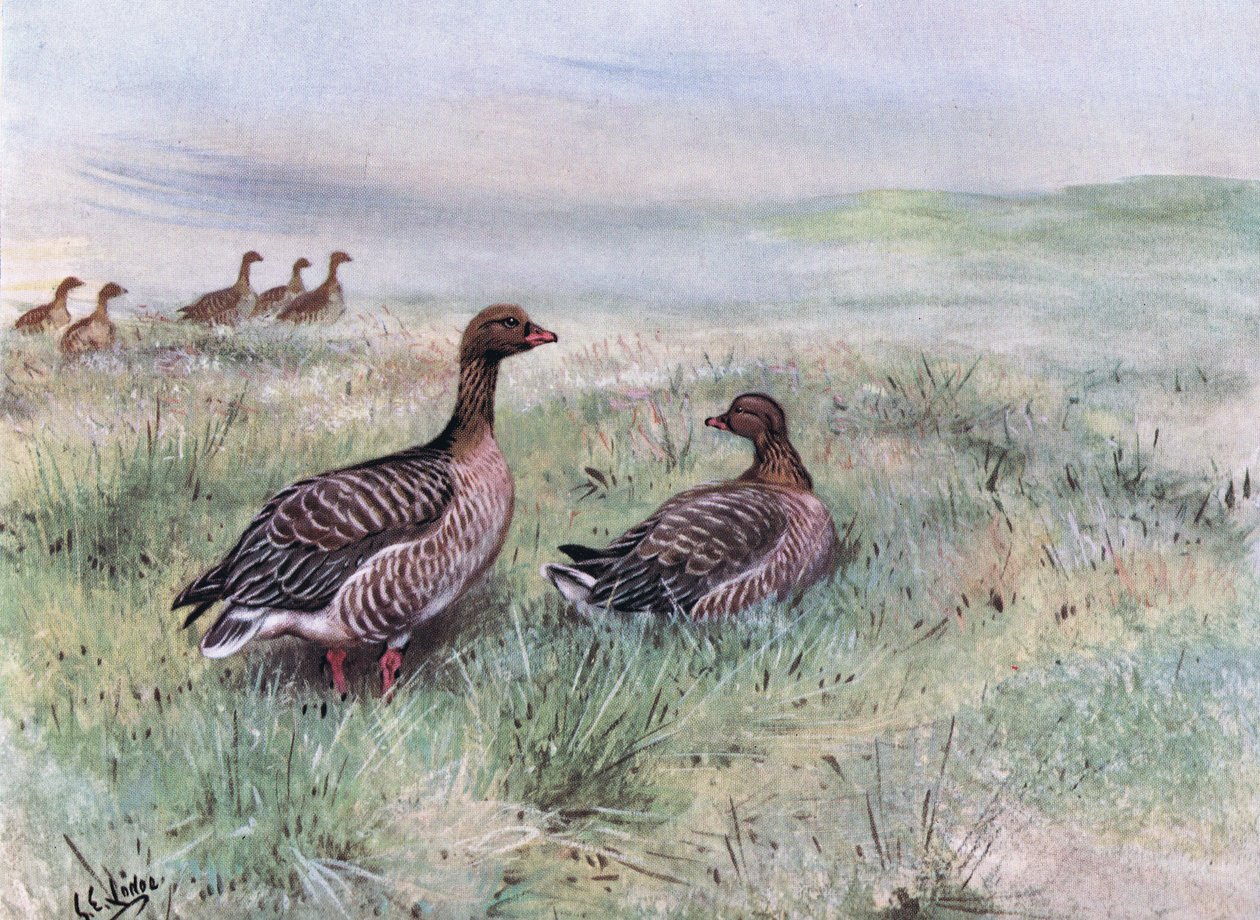 Gansos de patas cor-de-rosa (litografia) de George Edward Lodge