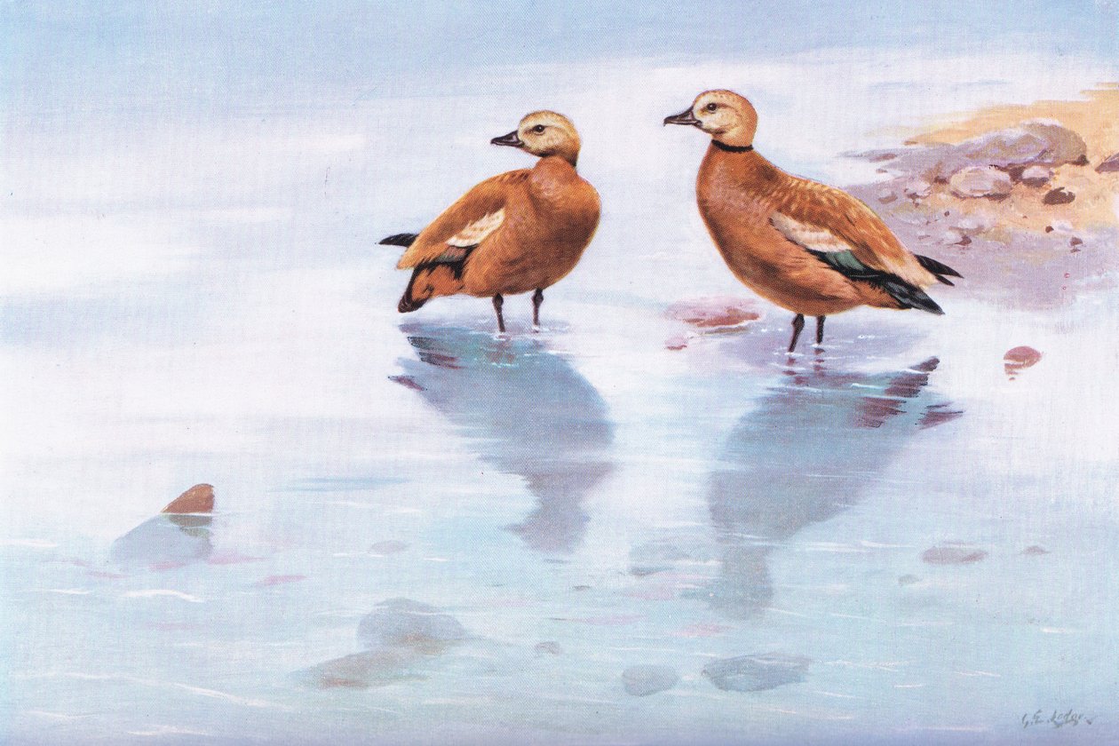 Patos de peluche (litografia) de George Edward Lodge