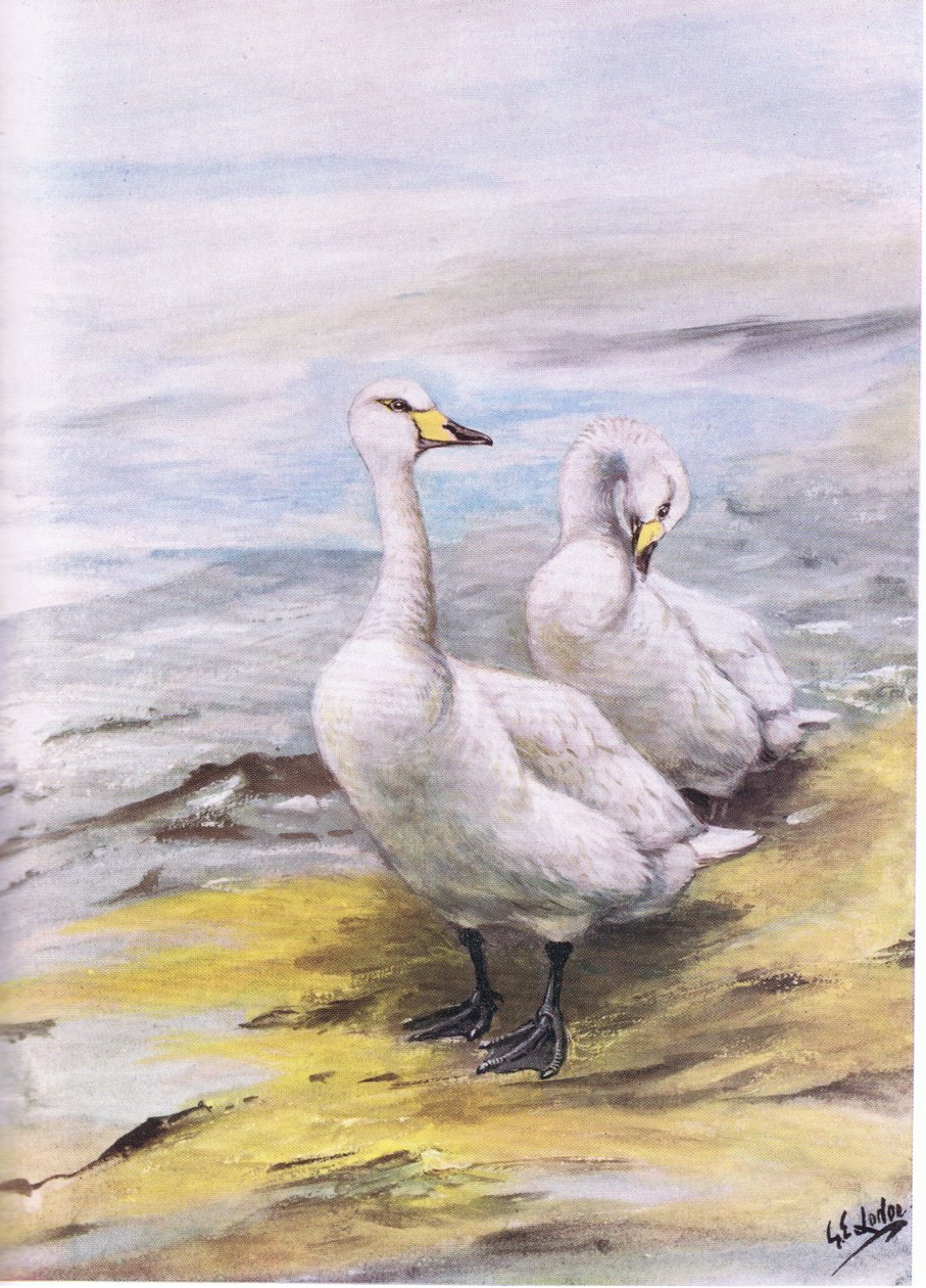 Cisne-bravo (litografia) de George Edward Lodge
