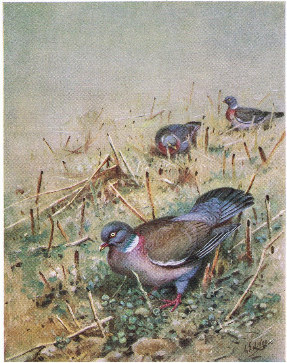 Pombo-torcaz (litografia) de George Edward Lodge