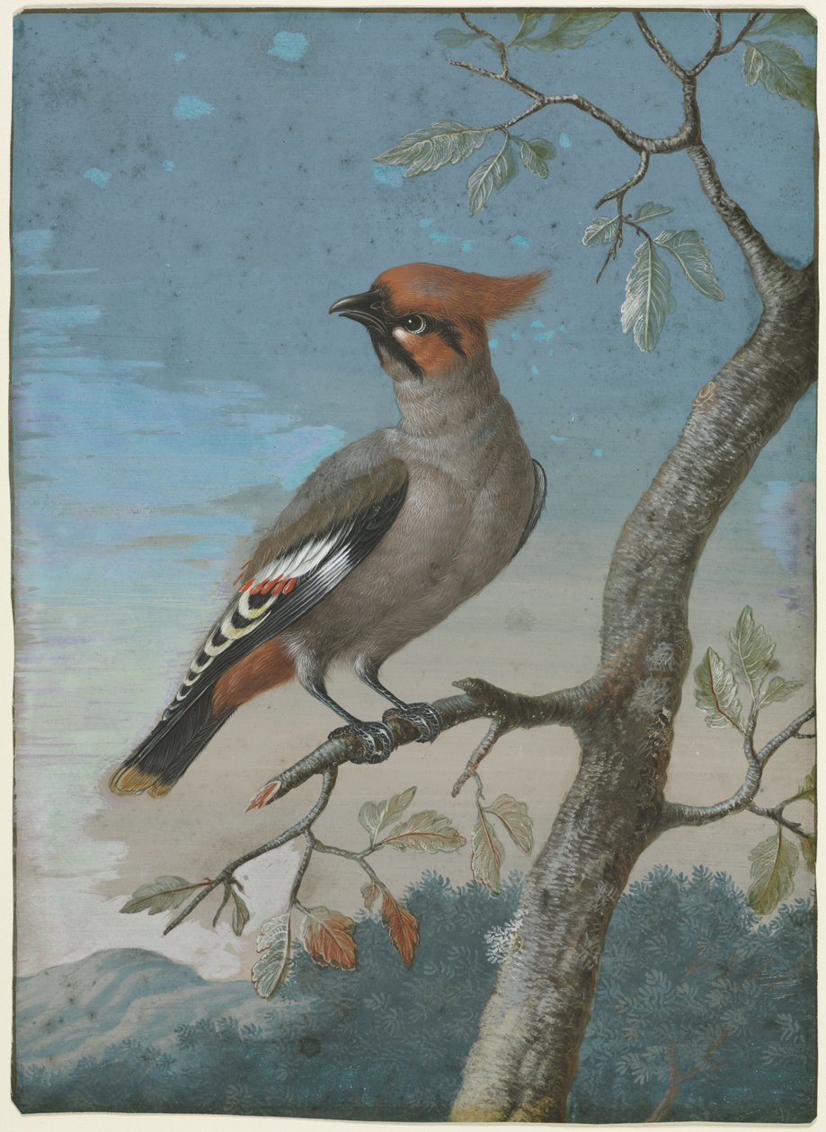 Estudo de aves: Asa de cera da Boémia de George Edwards