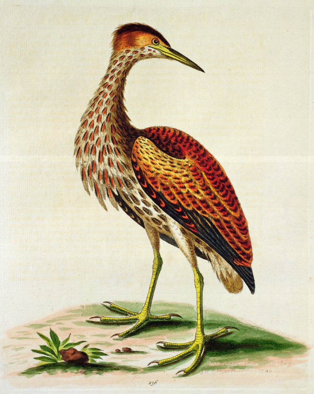 Garganta da baía de Hudson, 1748 (gravura colorida à mão) de George Edwards