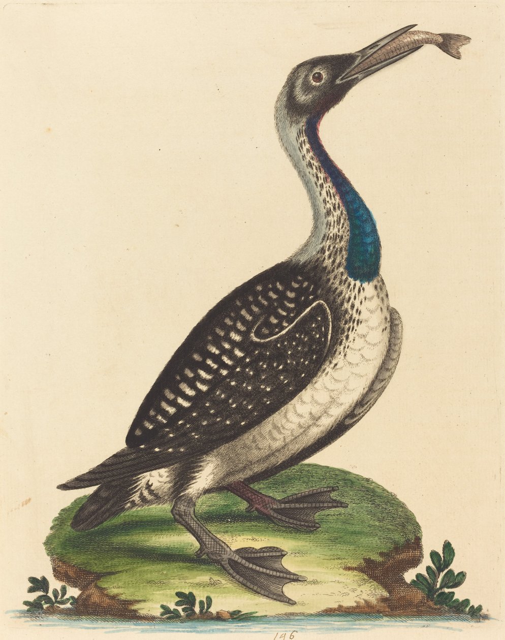 Aves aquáticas preto e branco com garganta azul de George Edwards