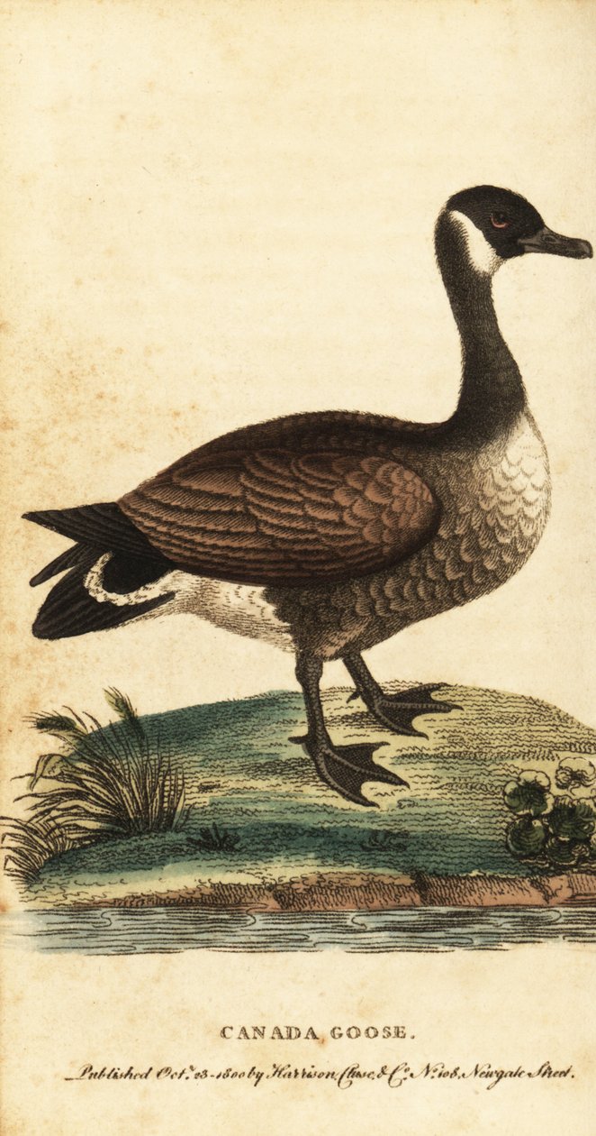 Canadá ganso, Branta canadensis.,1800 (gravura) de George Edwards
