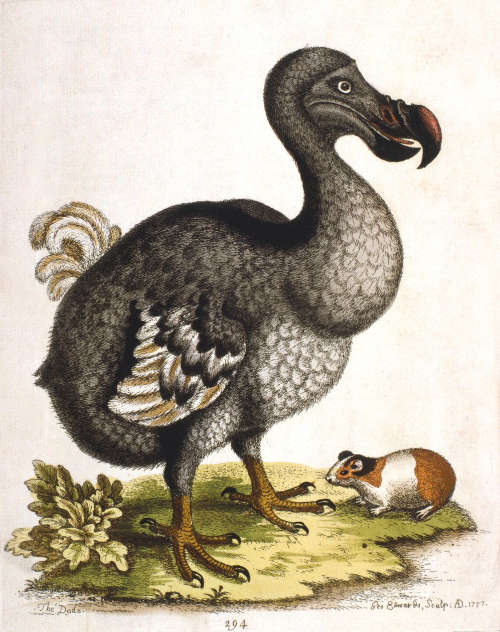 Dodô e cobaia, 1750 de George Edwards