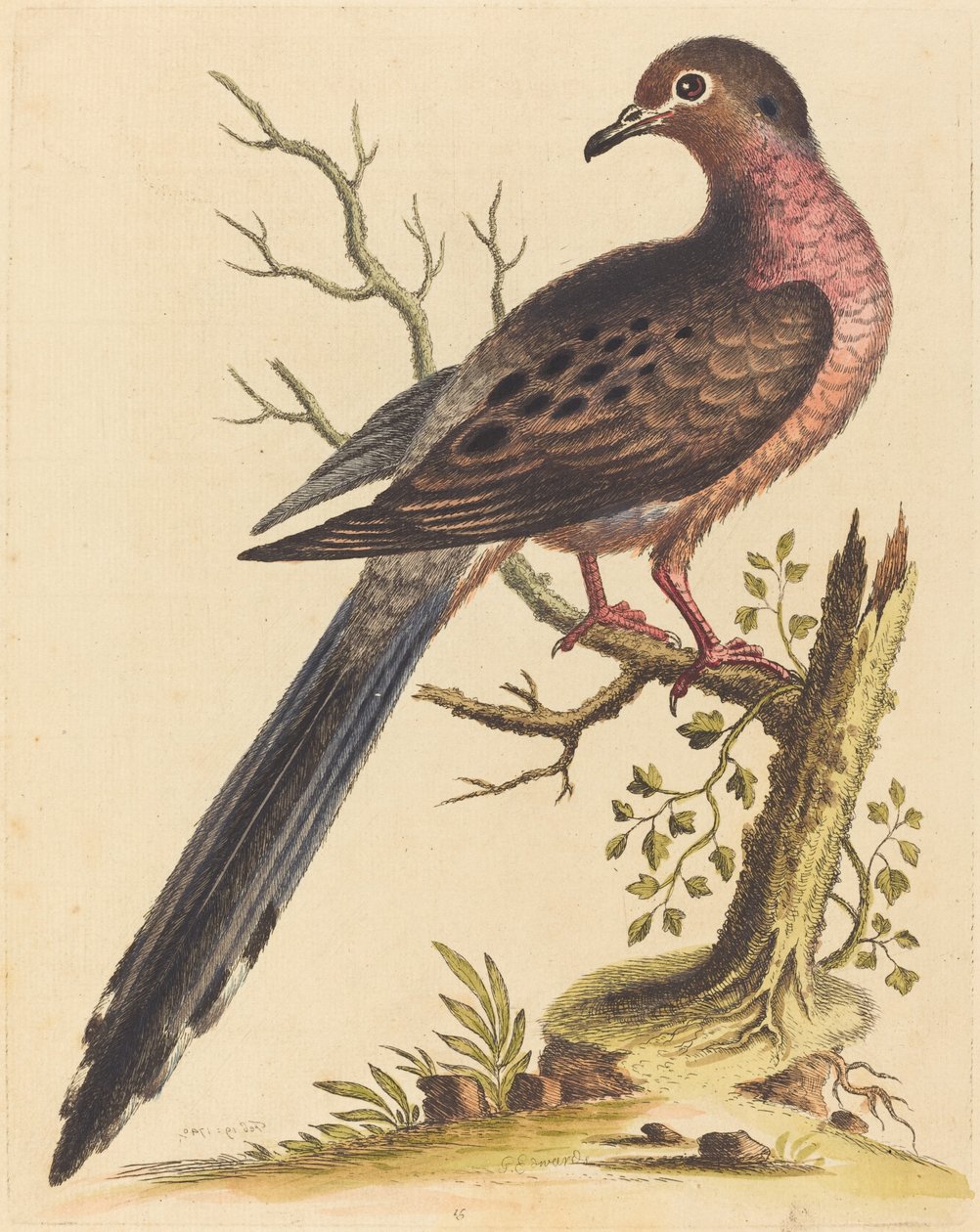 Fedoa Americana Russo, 1740 de George Edwards
