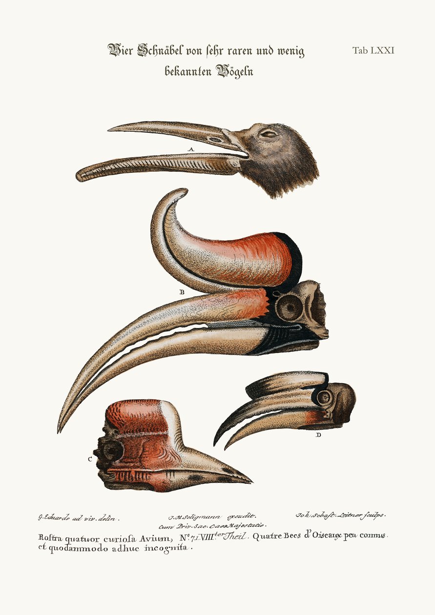 Quatro curiosos bicos de pássaros, mas pouco conhecidos, 1749-73 de George Edwards