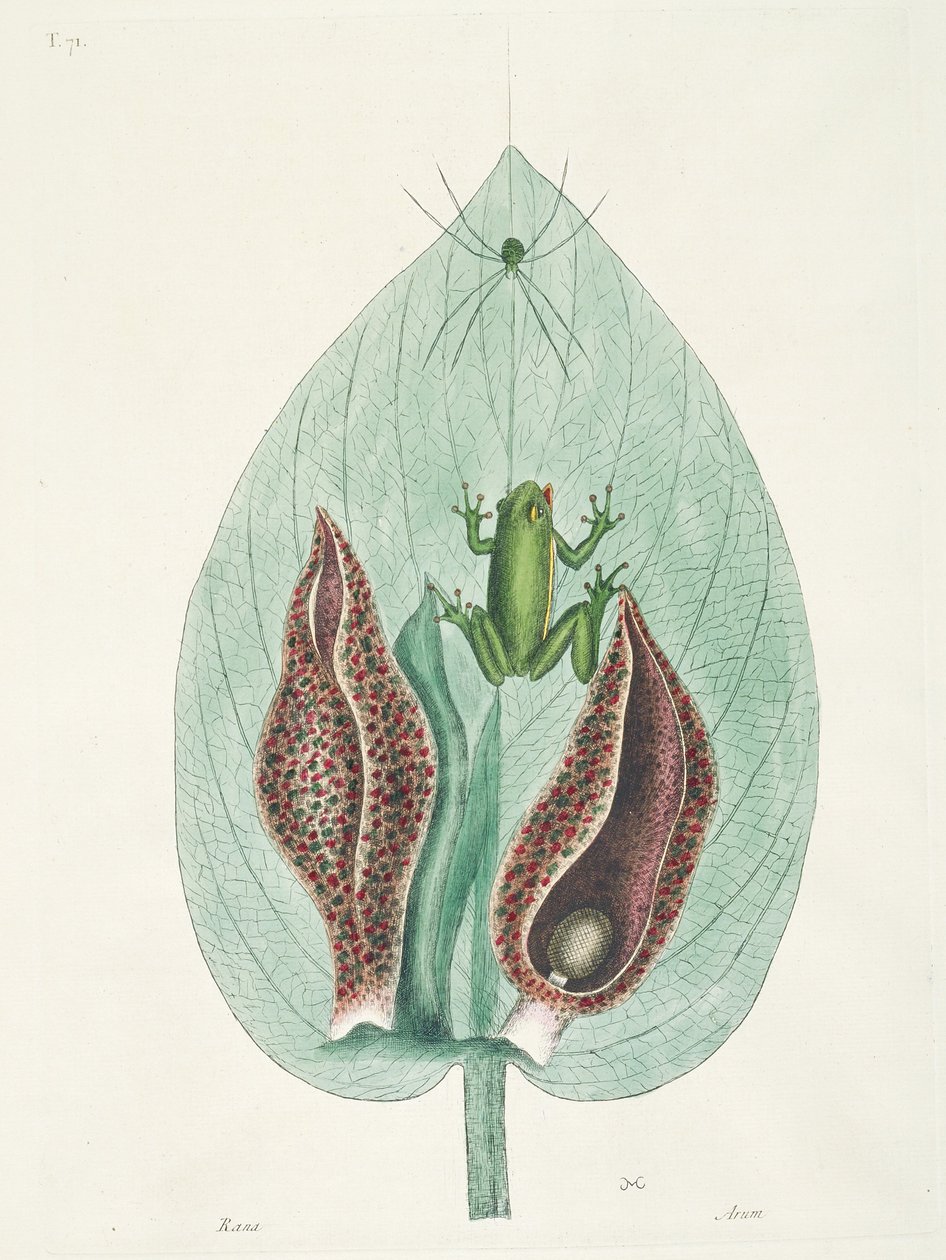 Beija-flores grandes e pequenos do Suriname de George Edwards