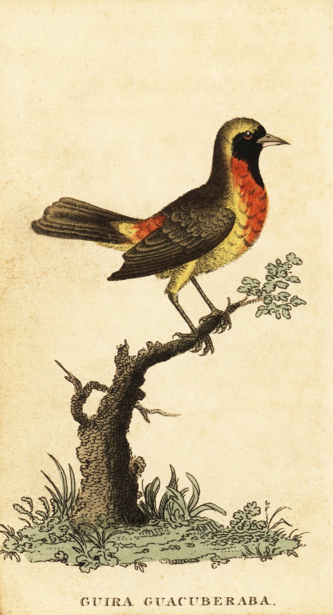Gira sanhaço, Hemitraupis gira. ,1800 (gravura) de George Edwards