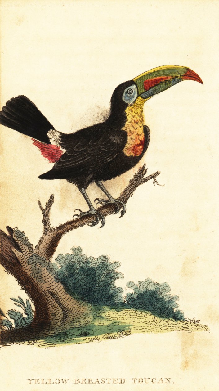 Tucano-de-bico-quilha, Ramphastos sulfuratus. ,1800 (gravura) de George Edwards