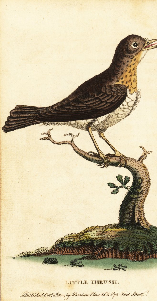 Tordo, Turdus minor.,1800 (gravura) de George Edwards