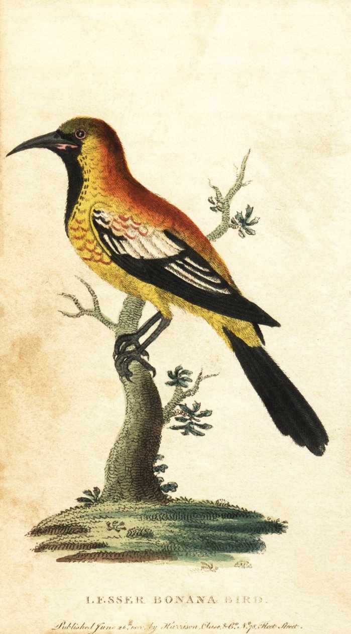 Melro Oriole, Gymnomystax mexicanus. ,1800 (gravura) de George Edwards