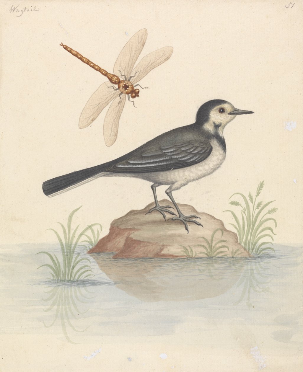 Cauda de Pied Wagtail e Libélula de George Edwards