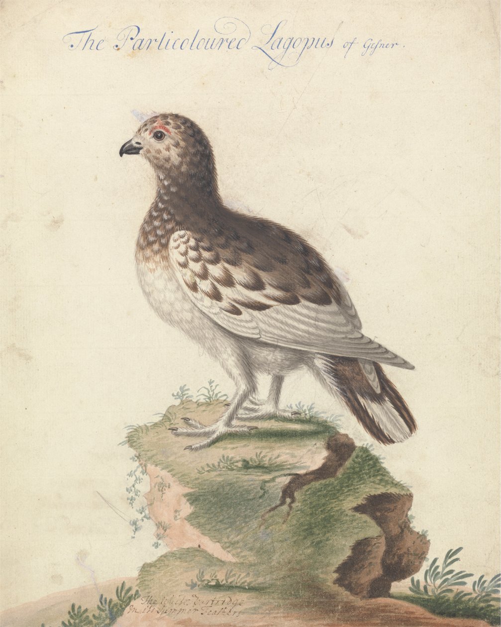 Ptarmigan de George Edwards