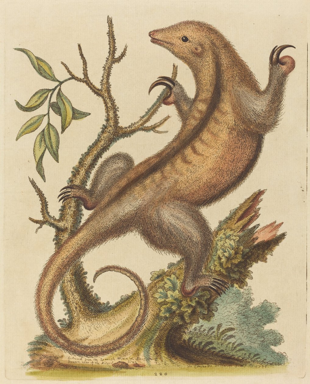 Tamanduá-pigmeu, 1755. de George Edwards