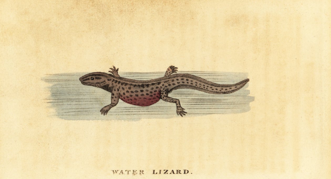 Tritão liso, Lissotriton vulgaris. ,1800 (gravura) de George Edwards