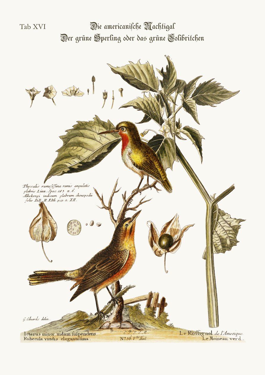O American Nightingale. O pardal verde ou o colibri verde, 1749-73 de George Edwards