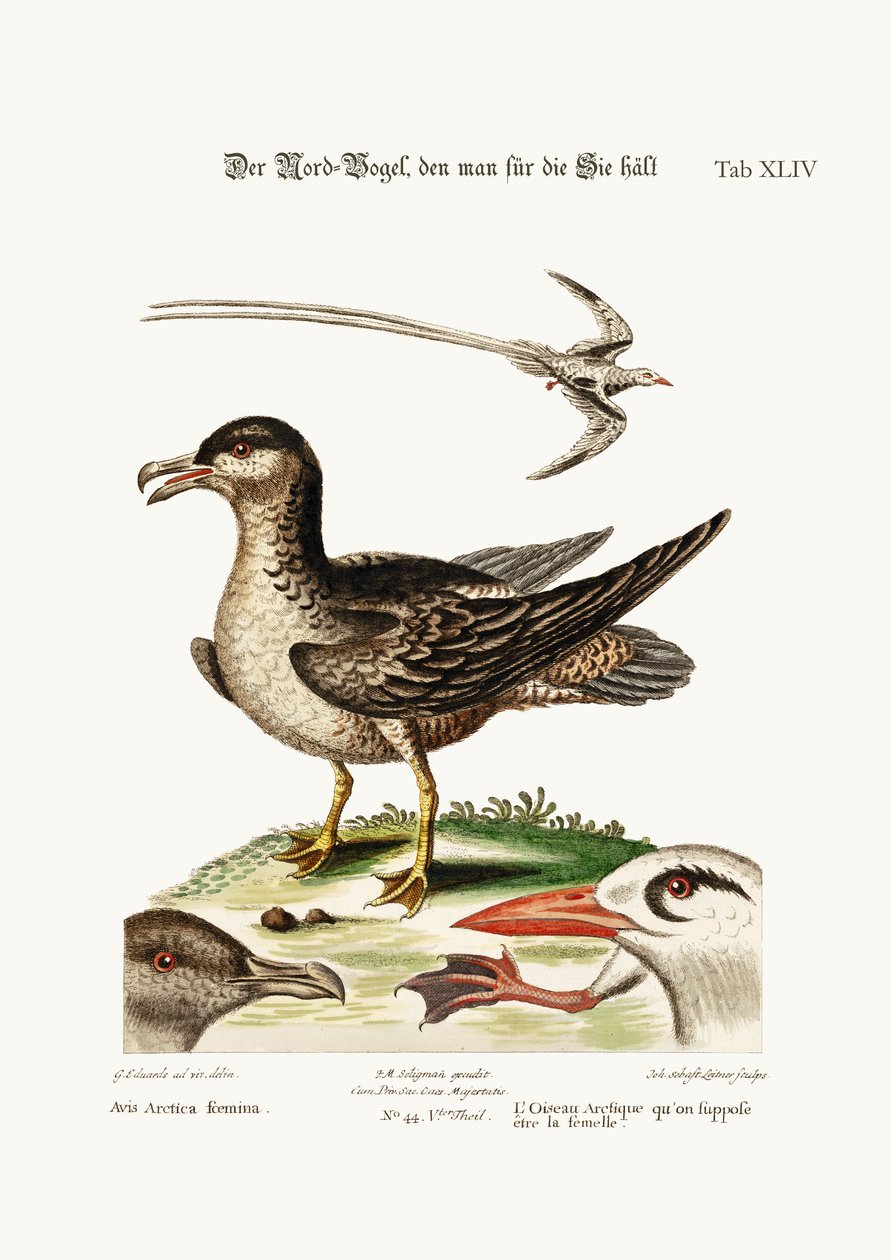 O pássaro Arctick, supostamente a galinha. O pássaro de Tropick, 1749-73 de George Edwards