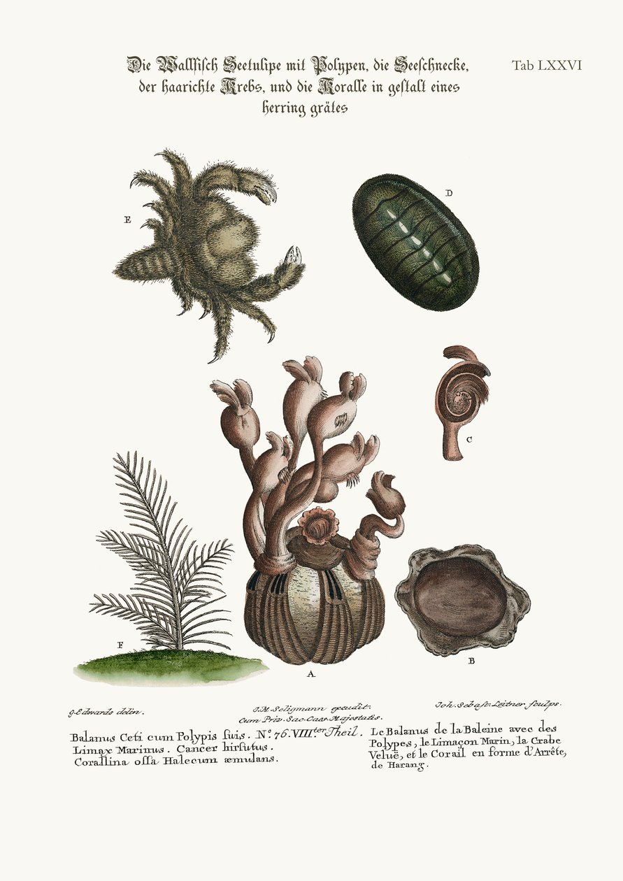 O Balanus da baleia com Polypes, o Limax Marina, o peludo caranguejo e o espinha de peixe coralino, 1749-73 de George Edwards