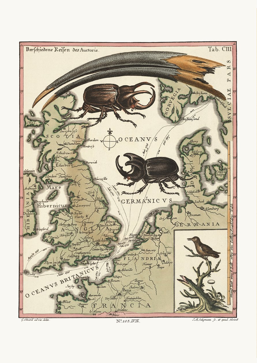A conta do Ibis Aegyptian e o menos Hummingbird, 1749-73 de George Edwards