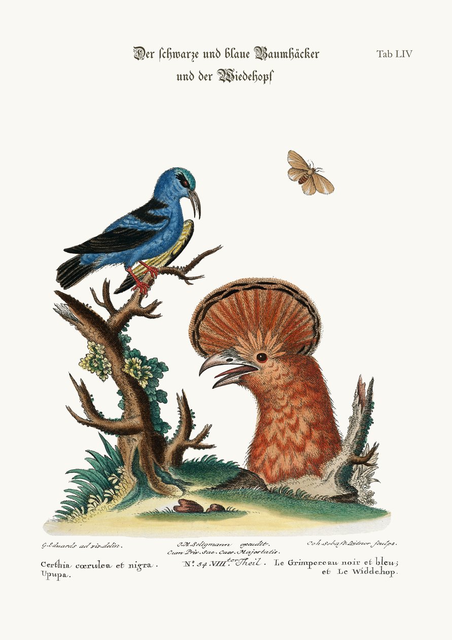 A Trepadeira Azul e Preta e a Galinha Poupa, 1749-73 de George Edwards