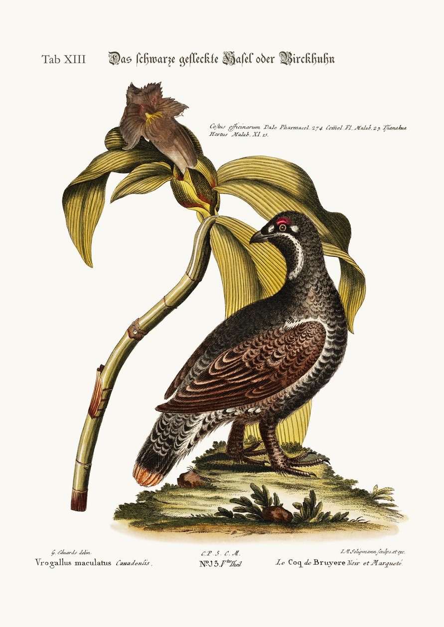 The Black and Spotted Heathcock, 1749-73 de George Edwards