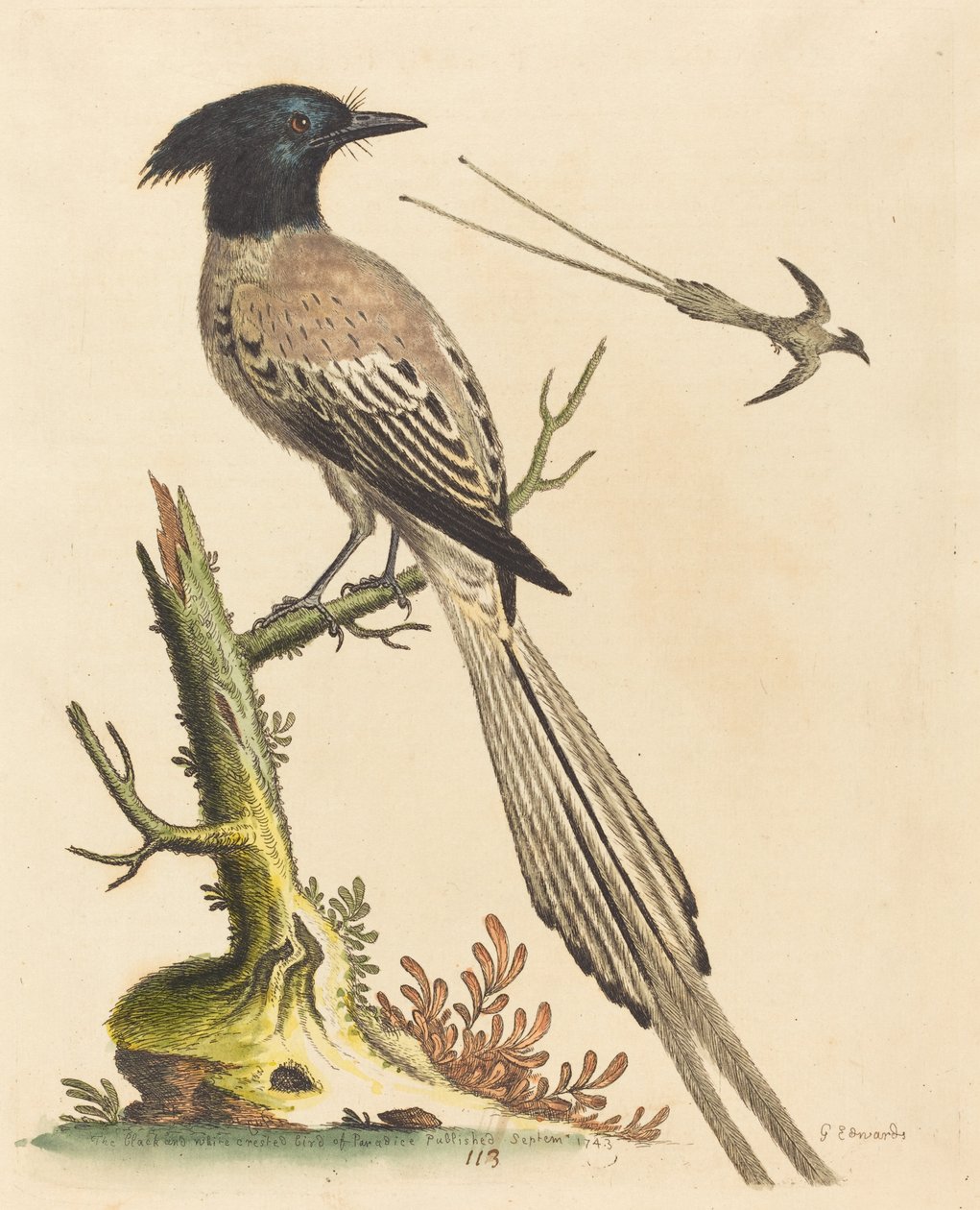 A ave de crista preta e branca do paraíso, publicada em 1743. de George Edwards