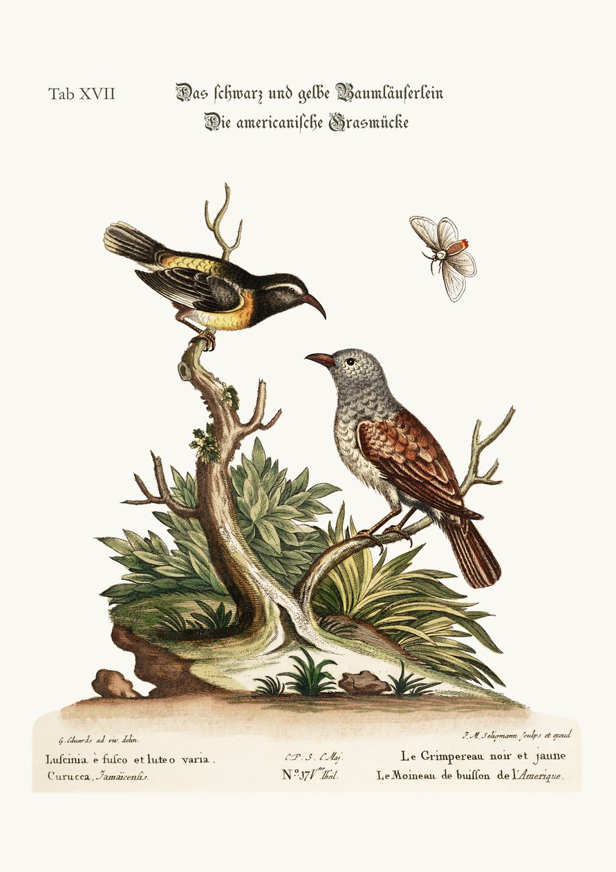 A trepadeira preta e amarela. O americano Hedge-Sparrow, 1749-73 de George Edwards