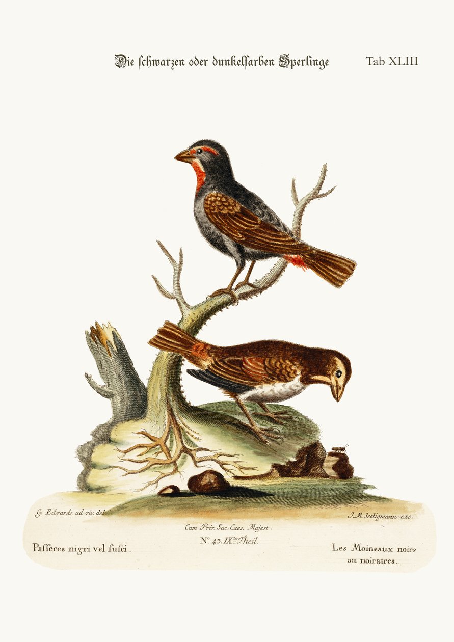 Os pardais negros ou escuros, 1749-73 de George Edwards