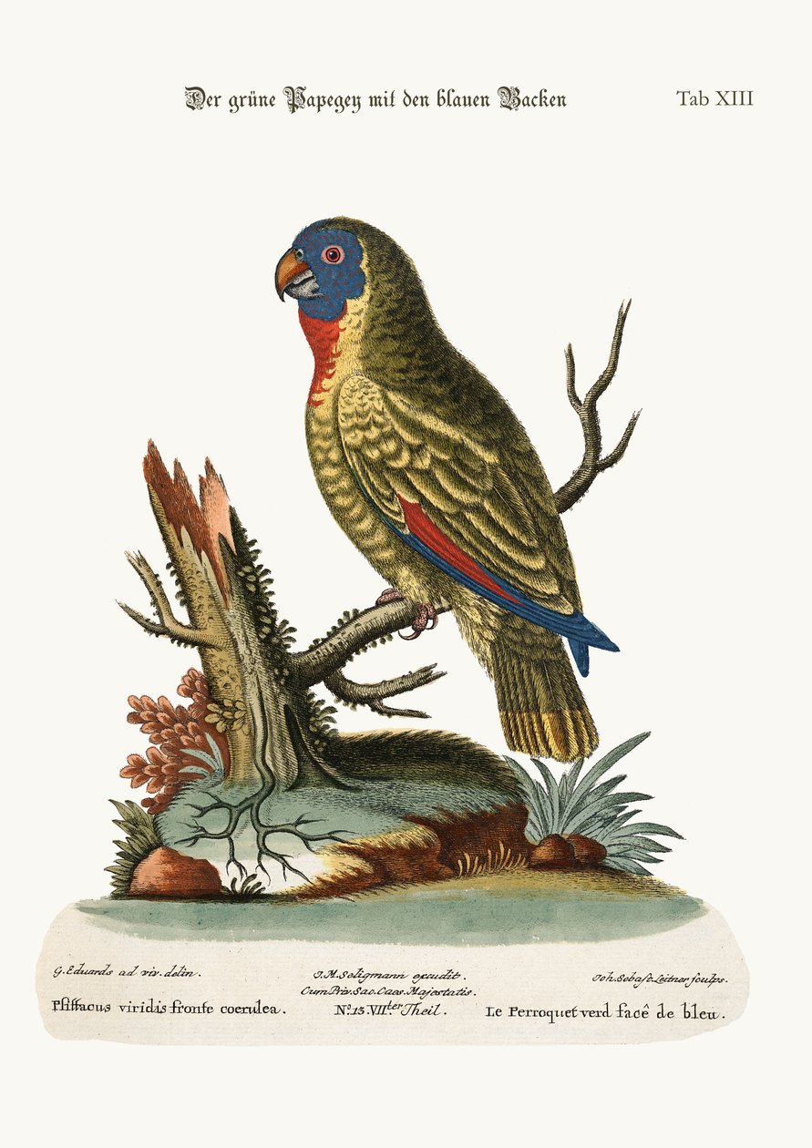 O papagaio verde de cara azul, 1749-73 de George Edwards