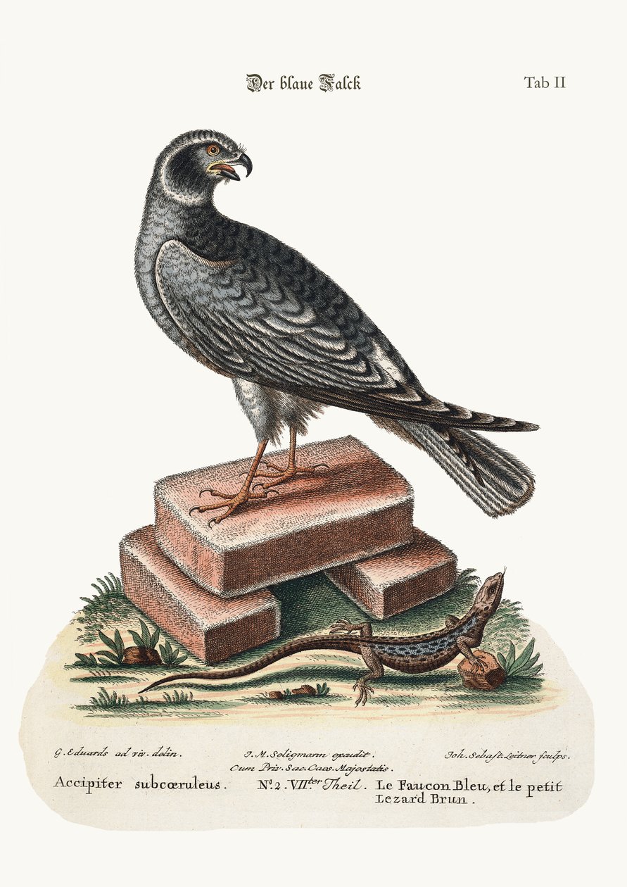 O Falcão Azul e o Pequeno Lagarto Marrom, 1749-73 de George Edwards