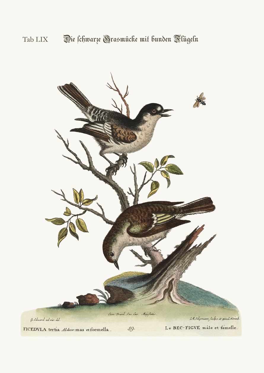 O passarinho frio do galo. The Hen Cold Finch, 1749-73 de George Edwards