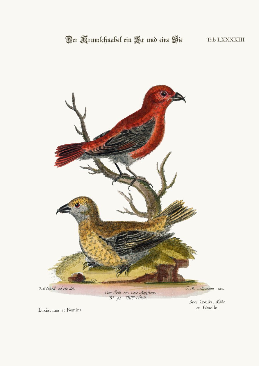 O Cross-Bills, galo e galinha, 1749-73 de George Edwards