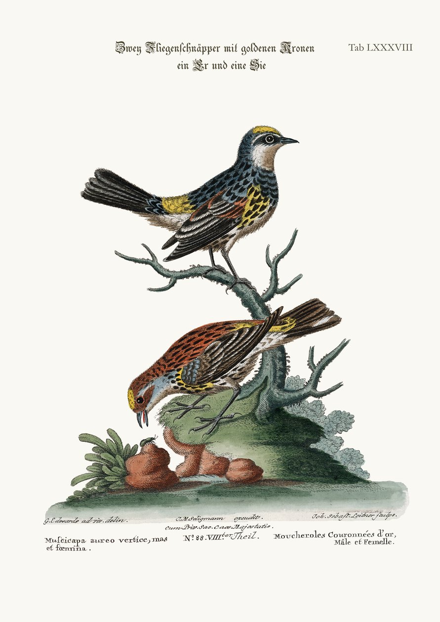 Os Flycatchers Dourados-coroados, galo e galinha, 1749-73 de George Edwards