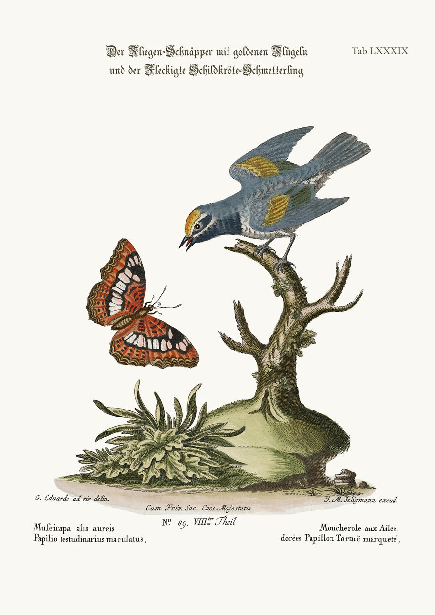 O Flycatcher de asas douradas e a borboleta de tartaruga manchada, 1749-73 de George Edwards
