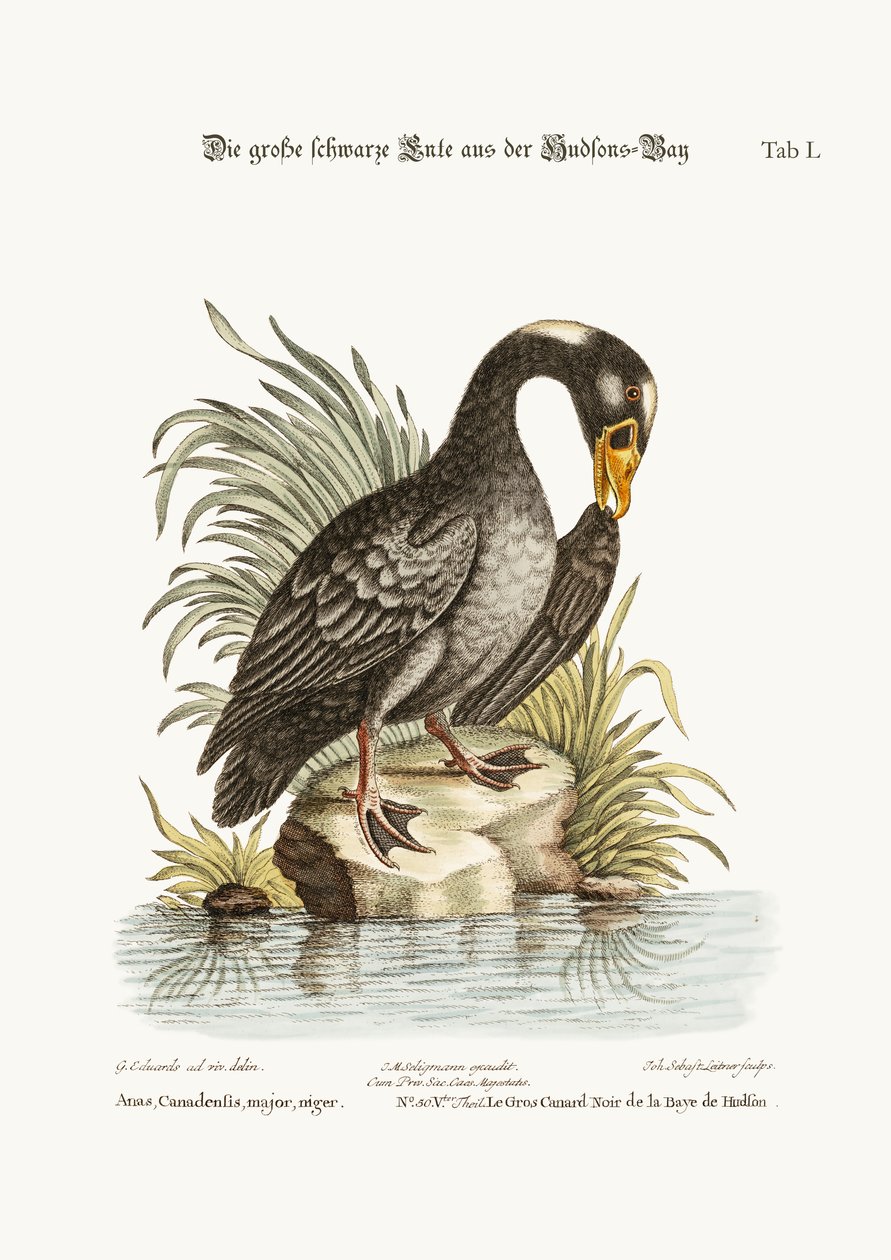 O Grande Pato Preto da Baía de Hudson, 1749-73 de George Edwards