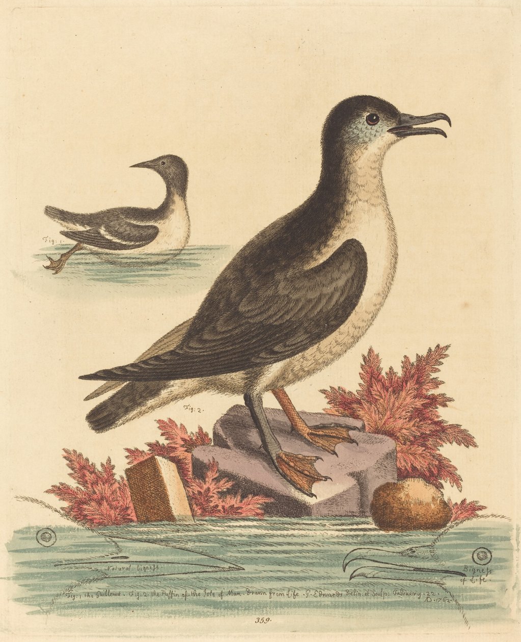 O Guillemot e o Papagaio-do-mar da Ilha de Man, 1762. de George Edwards