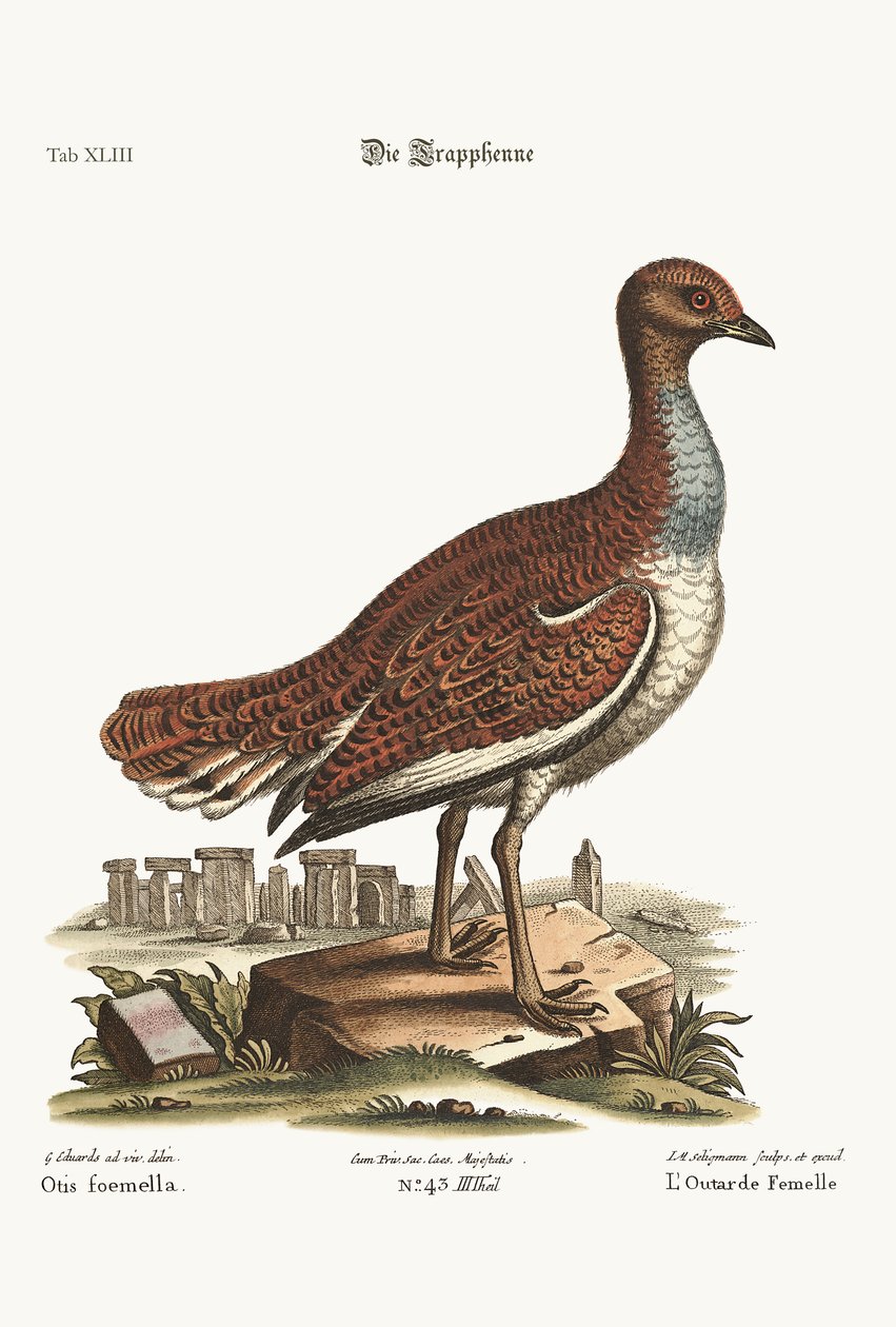 O Abetarda de Galinha, 1749-73 de George Edwards