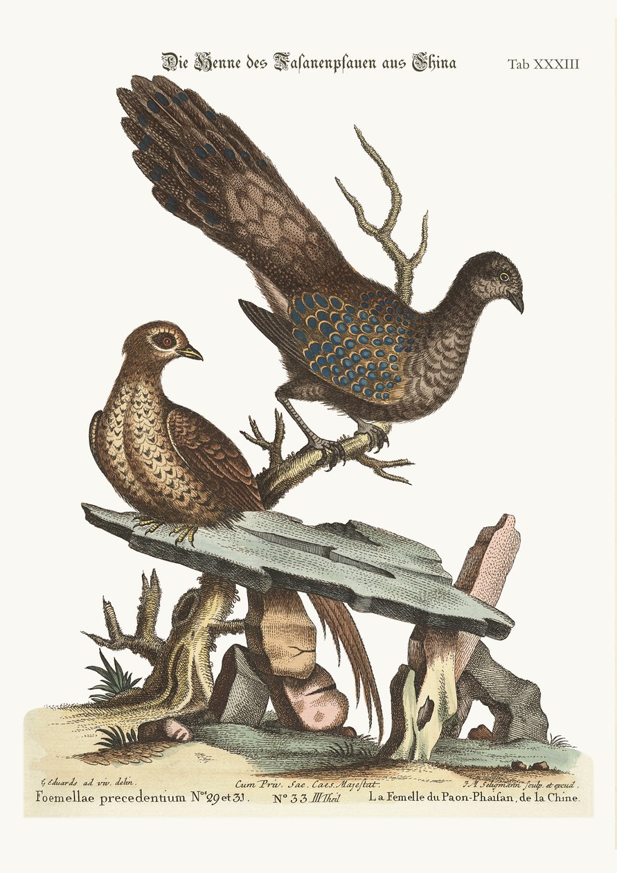 O faisão de pavão de galinha da China, 1749-73 de George Edwards