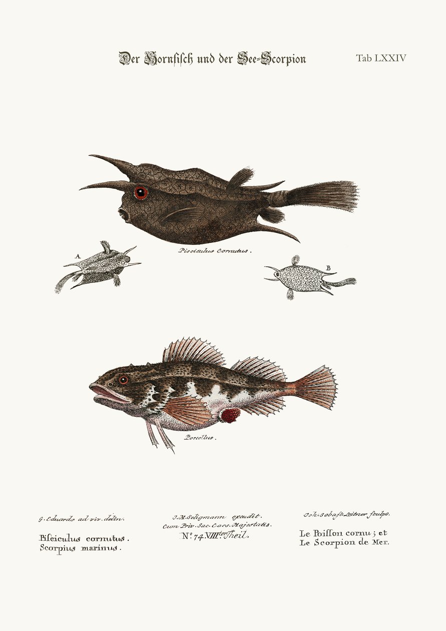 O peixe com chifres e o escorpião marinho, 1749-73 de George Edwards