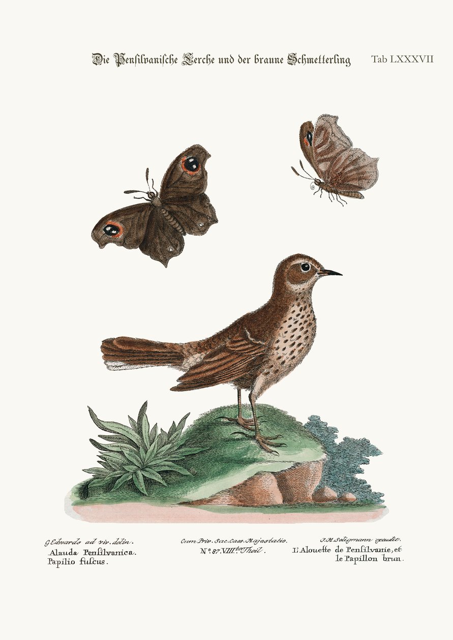 A cotovia de Pensilvania e a borboleta marrom, 1749-73 de George Edwards