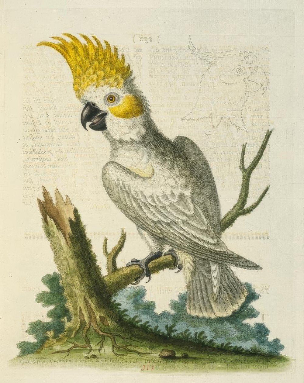 A cacatua branca pequena com uma crista amarela. - Petit Cacatua Blanc em Creta Jaune de George Edwards