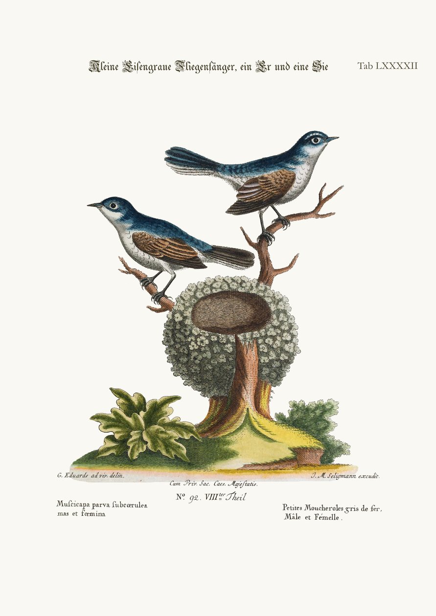 Os pequenos Flycatchers cinza-azul, galo e galinha, 1749-73 de George Edwards