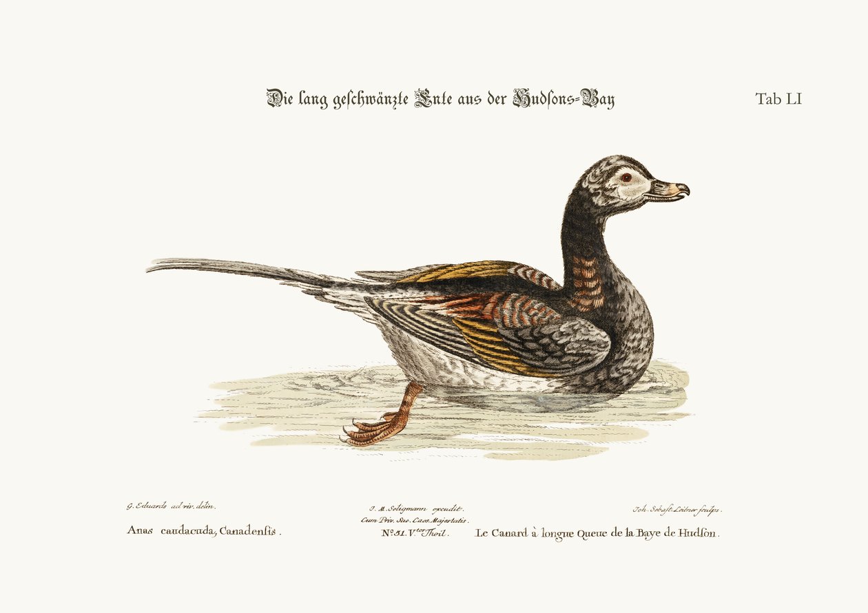 O pato-de-cauda-comprida da baía de Hudson, 1749-73 de George Edwards